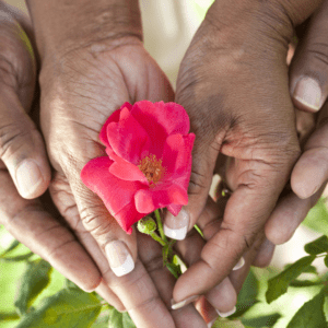 Pair of hands holding a pretty red flower